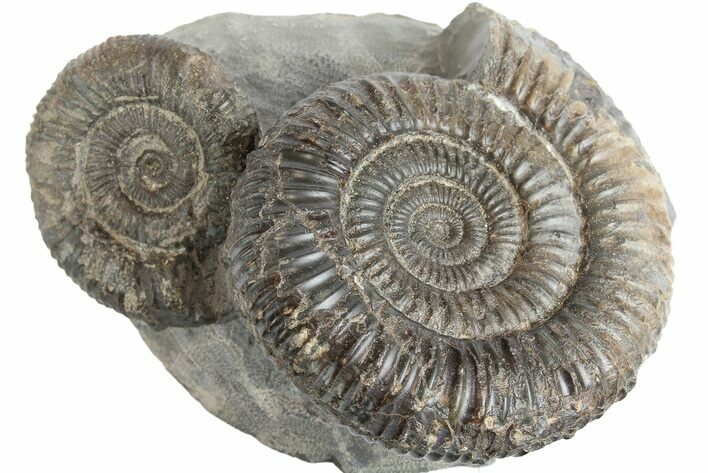 Two Ammonite (Dactylioceras) Fossils In Concretion - England #181900